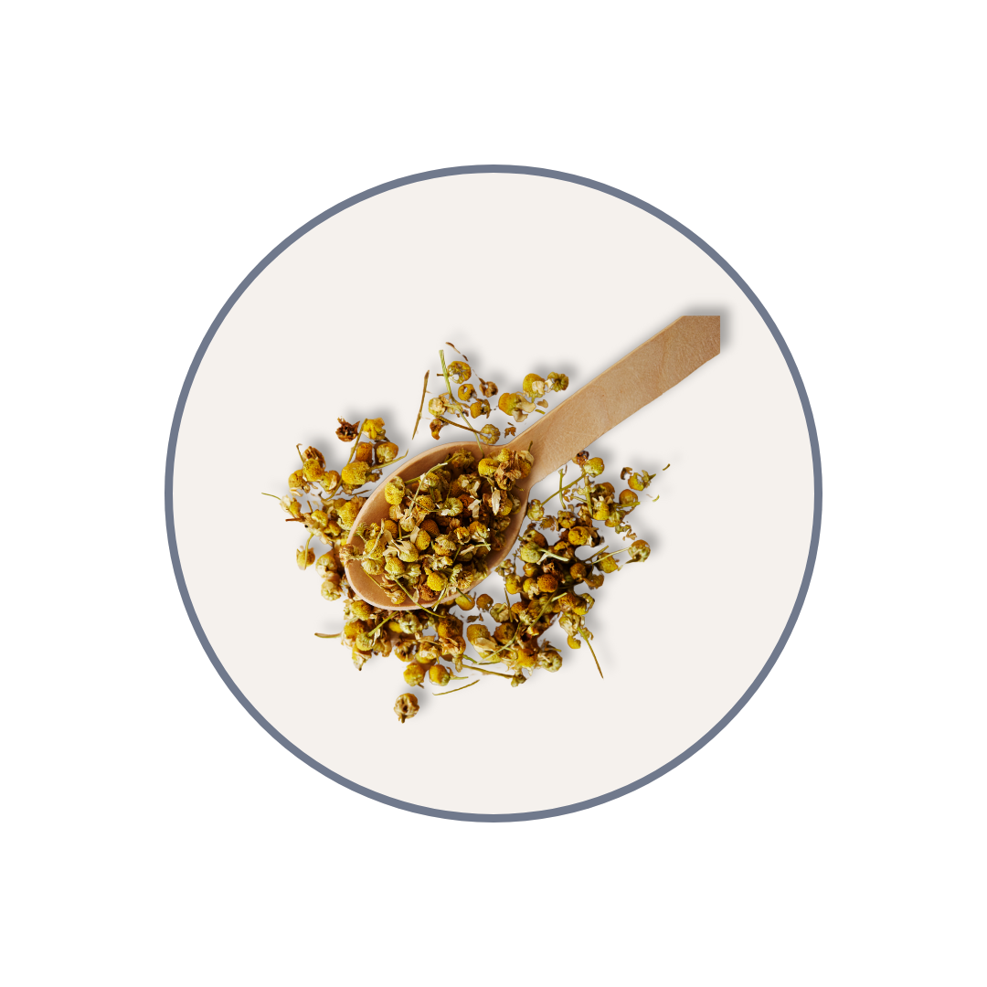 chamomile herb close-up—yellow flower heads and stems on spoon, minimalist round frame