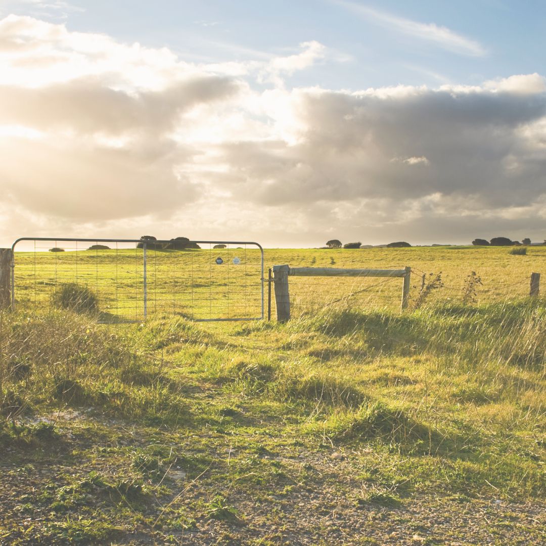 countryside meadow at golden hour, metal gate in foreground and scattered trees on the horizon