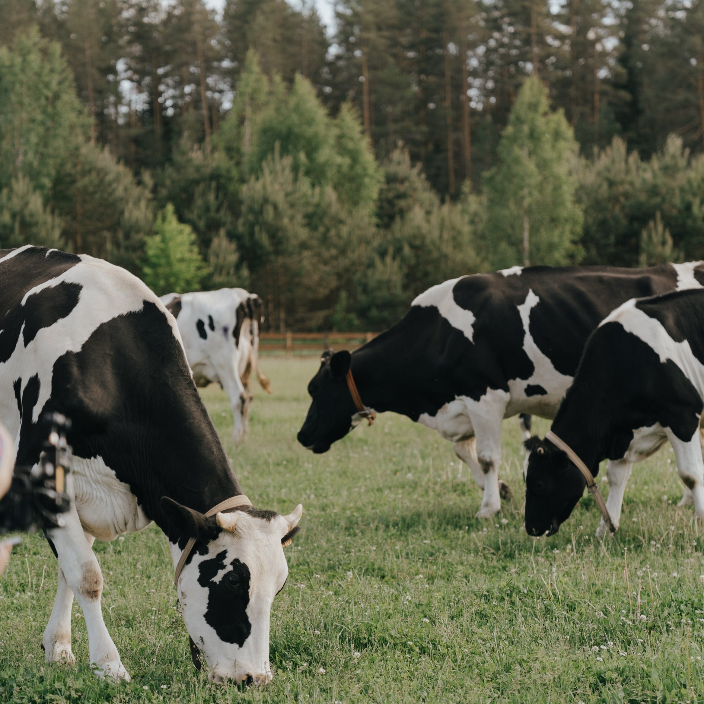 Regenerative Agriculture