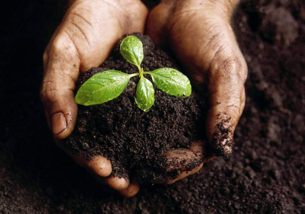 close-up of cupped hands holding rich dark soil with a small green seedling, symbol of regeneration and sustainability
