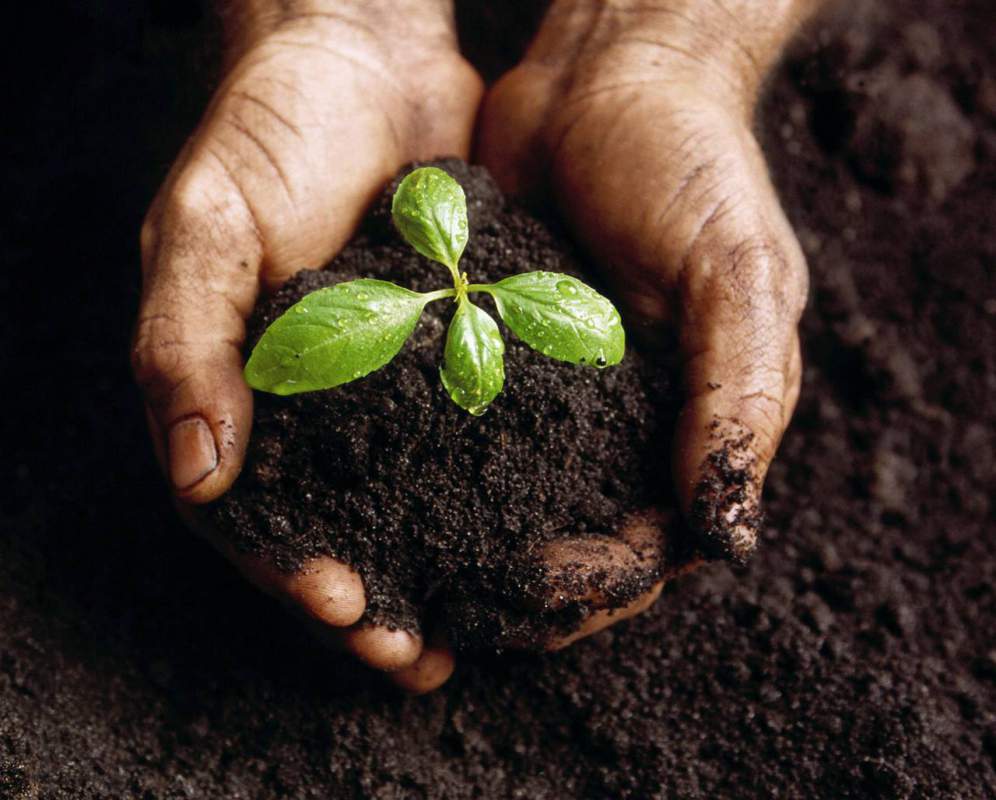 close-up of cupped hands holding rich dark soil with a small green seedling, symbol of regeneration and sustainability