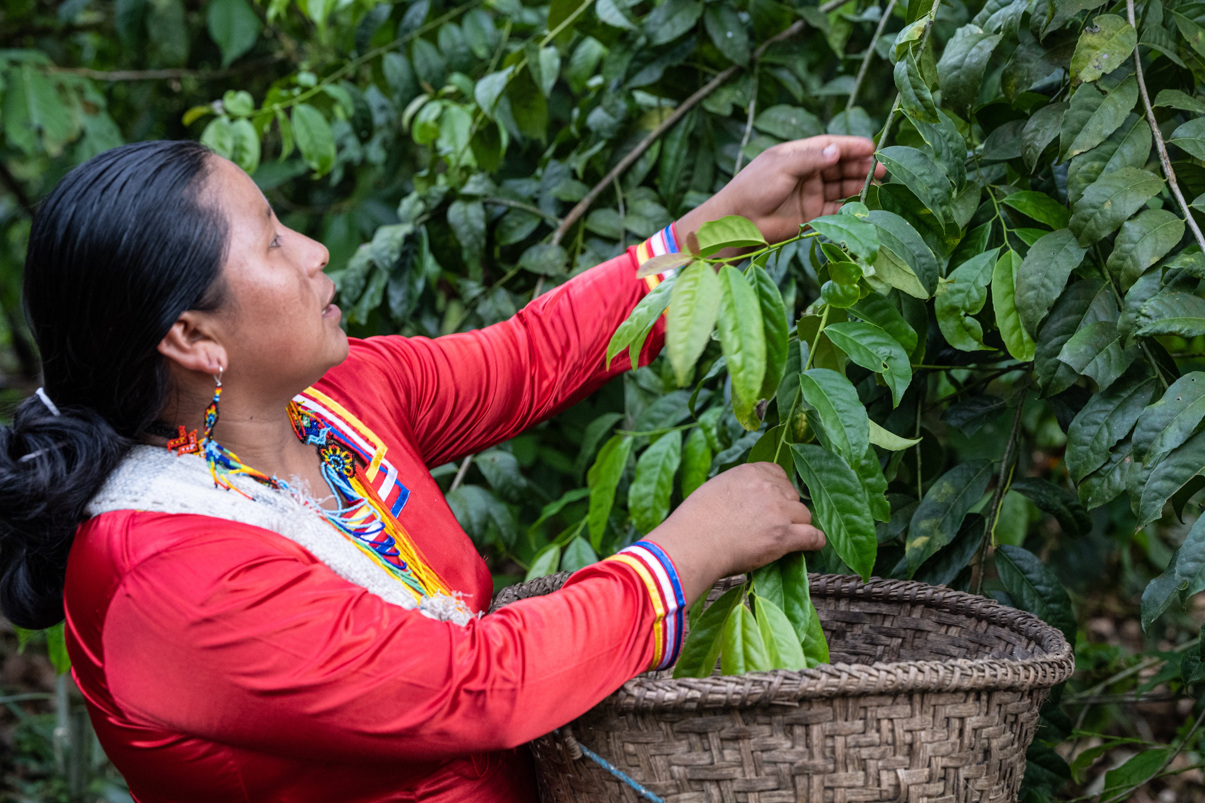 woman harvesting green leaves by hand, placing them into a large woven basket in a lush garden