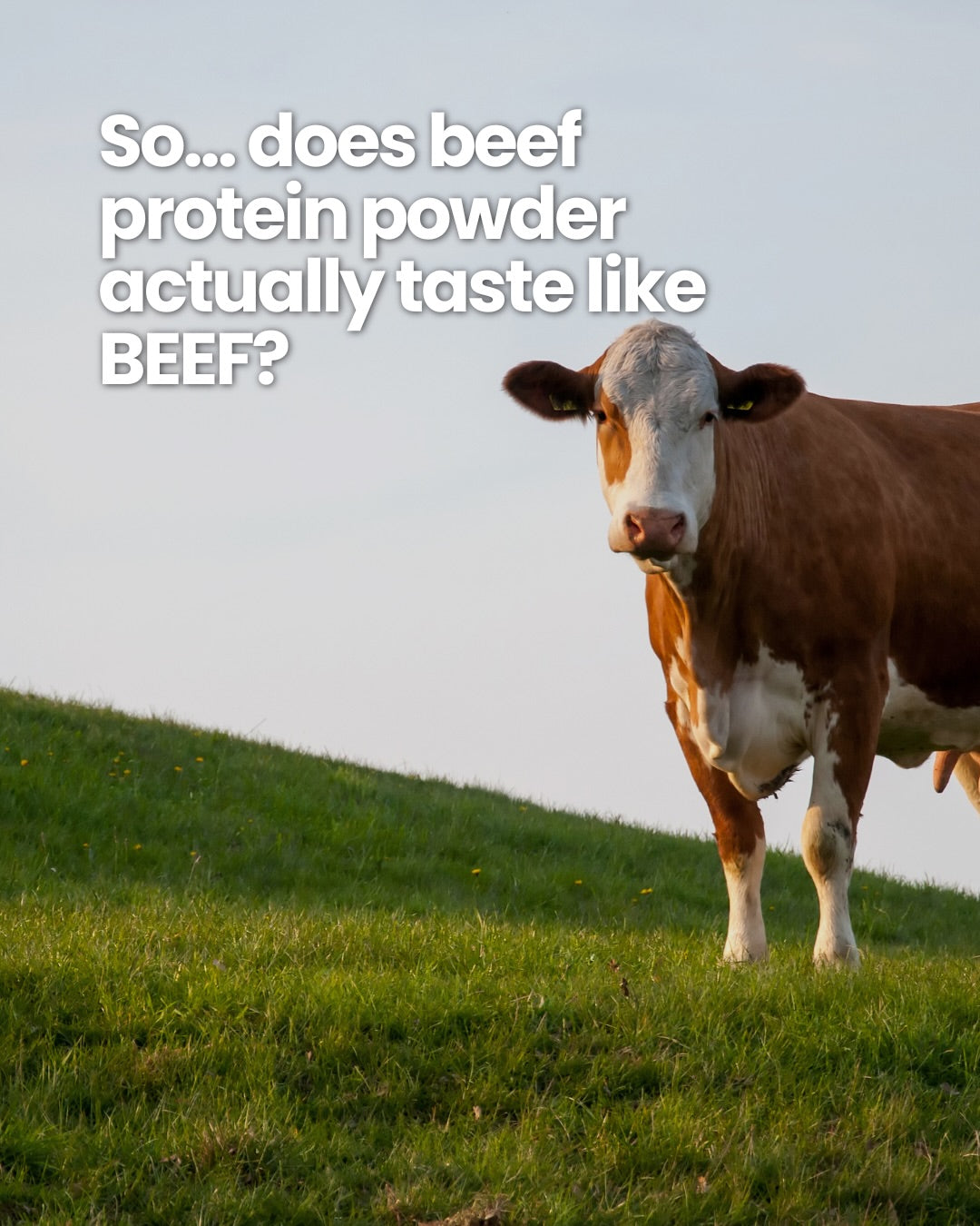 Why beef protein does not taste like beef